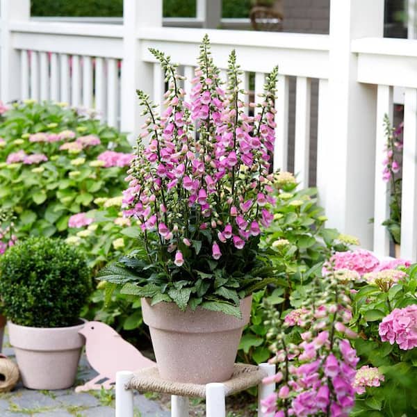 2.5 qt. Perennial Digitalis Pink (1-Pack) 2692 - The Home Depot