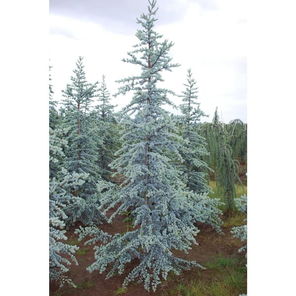 Online Orchards 1 Gal. Blue Atlas Cedar Tree with Sparkling Silver Blue Foliage