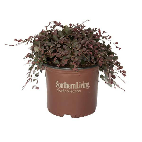 3 Gal. Purple Pixie Dwarf Weeping Loropetalum, Groundcover Evergreen Shrub with Purple Foliage, Pink Blooms