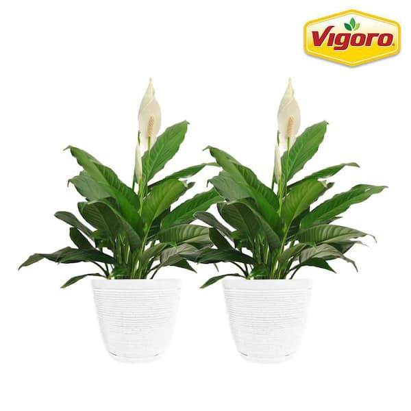 Vigoro Peace Lily Indoor Plant in 6 in. White Ribbed Plastic Décor Planter, Avg. Shipping Height 1-2 ft. Tall (2-Pack)
