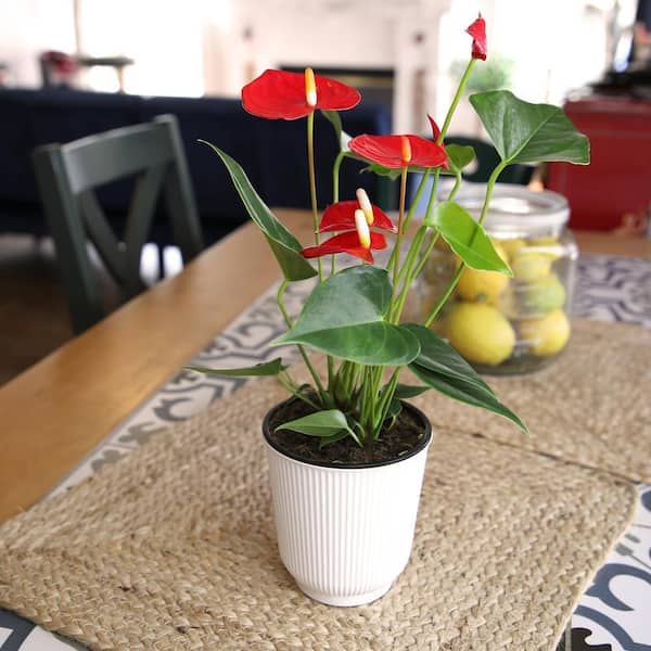 ALTMAN PLANTS Easy Flamingo Flower Anthurium (Approx 16 in. Tall