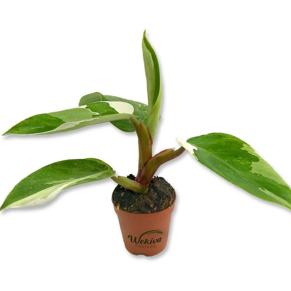 Wekiva Foliage Enchanting White Princess Philodendron-Live Starter Plant in a 2 Inch Pot-Philodendron Erubescens White Princess