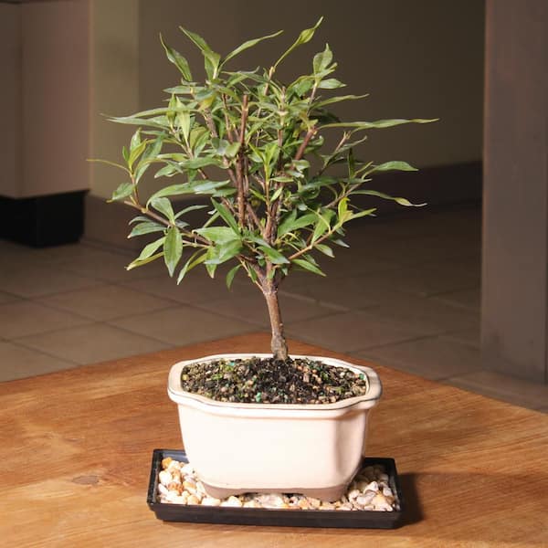 office bonsai tree Artificial Cypress Bonsai Tree