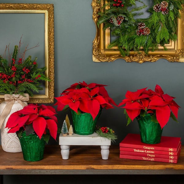 2 Qt. Christmas Poinsettia Red w/Red Foil (3-Pack)
