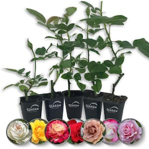 Rose Bush Variety Pack-5 Live Starter Plants-Grower's Choice 1-Each of Rose Varieties-Beautiful Roses