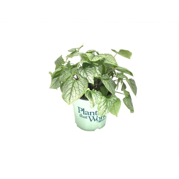Plants That Work Siberian Bugloss (Brunnera Macrophylla) Jack Frost Plany