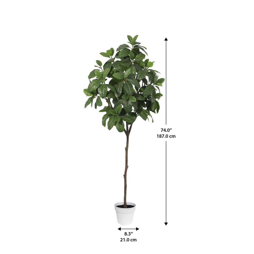 Tall Indoor Magnolia Tree in White Plastic Pot