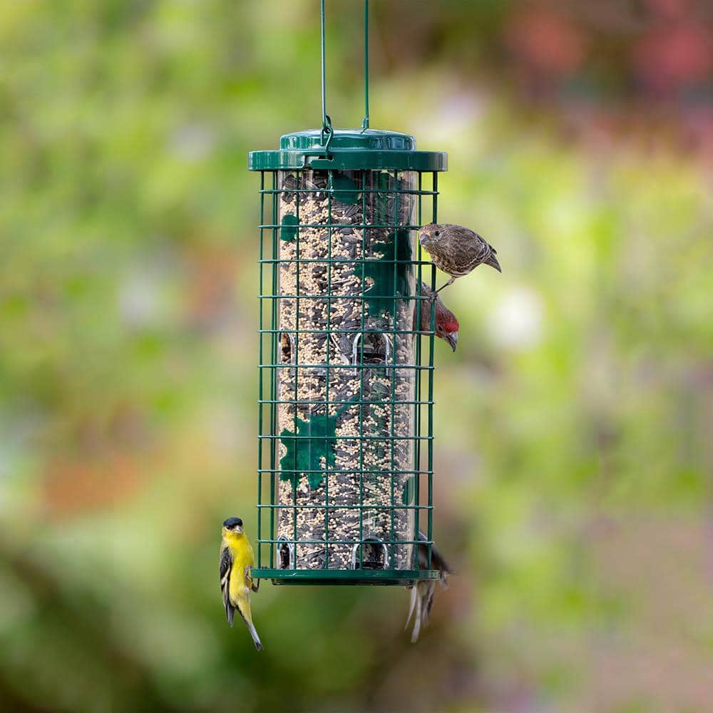 Green Metal and Plastic Squirrel Resistant Hanging Bird Feeder