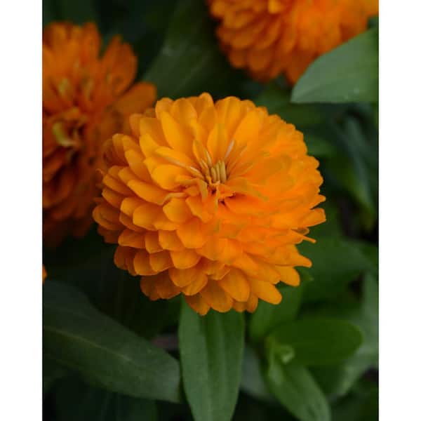 Unbranded 1.27 qt. Orange Zinnia Zahara Double Plant (6-Pack)