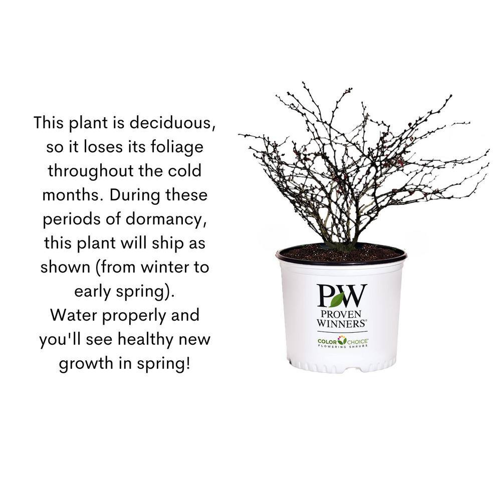 2 Gallon White Fragrant Itea Sweetspire Shrub
