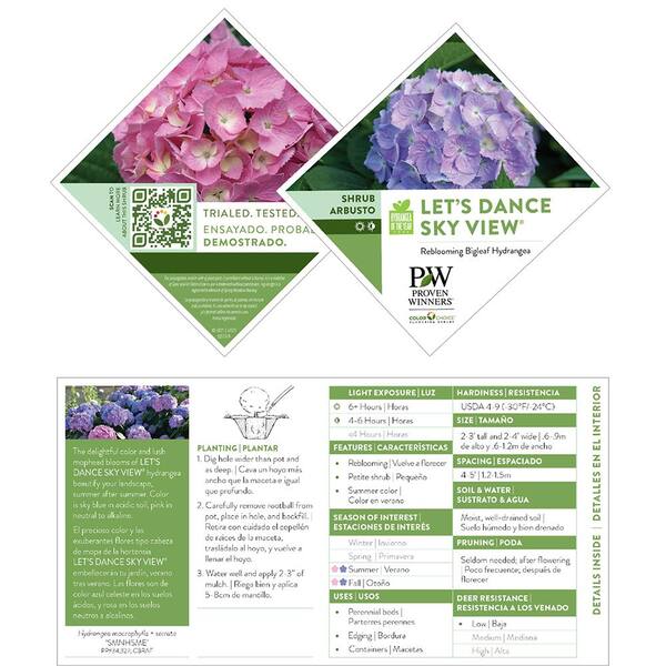 PROVEN WINNERS 2 Gal. Let's Dance Skyview Hydrangea Shrub in