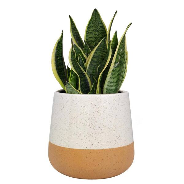 Trendspot 4 in. D Ceramic Planter Assorted