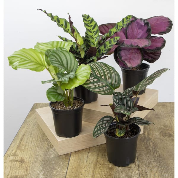 Calathea Pinstripe  Indoor House Plants Delivered to Y