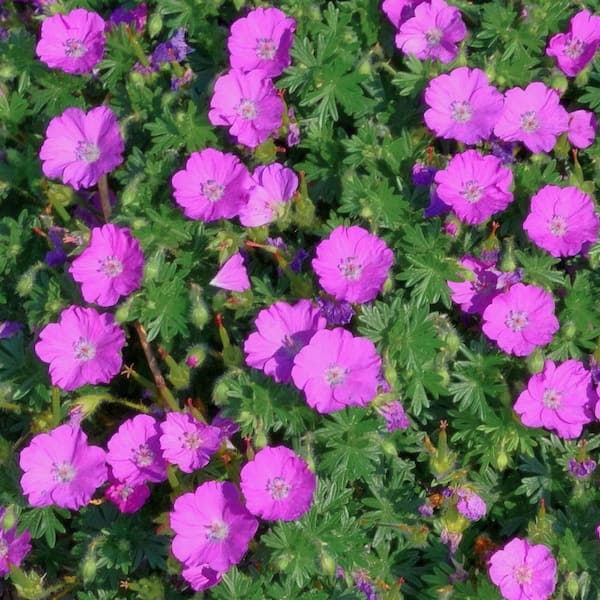 national PLANT NETWORK Bareroot Geranium Woodland Pink Cranesbill Perennial Plant with Pink Flowers (3-Pack)