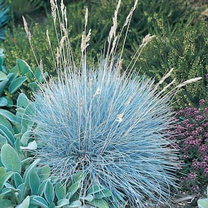 1 Gal. Pot, Elijah Blue Fescue Ornamental Grass Potted Perennial Plant (1-Pack)