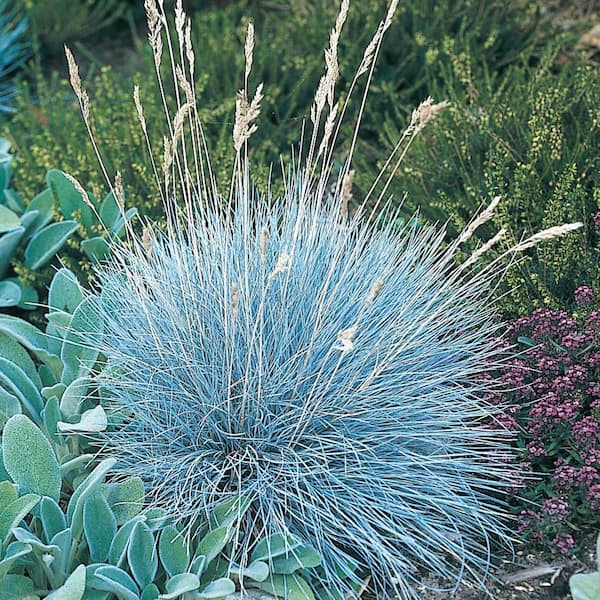 Spring Hill Nurseries 1 Gal. Pot, Elijah Blue Fescue Ornamental Grass Potted Perennial Plant (1-Pack)