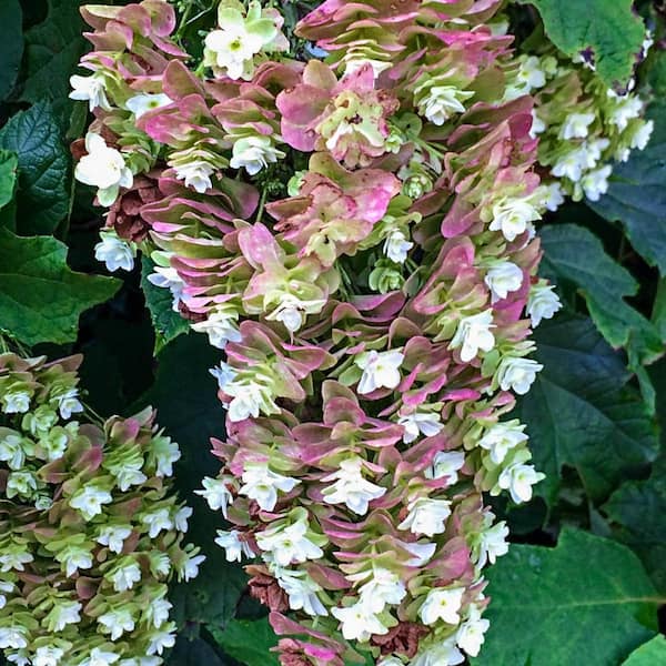 Spring Hill Nurseries Snowcicle Oakleaf Hydrangea Dormant Bare Root Flowering Starter Shrub (1-Pack)