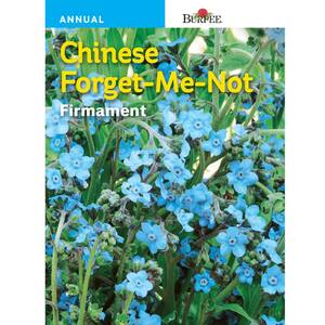Chinese Forget-Me-Not Firmament Flower Seed