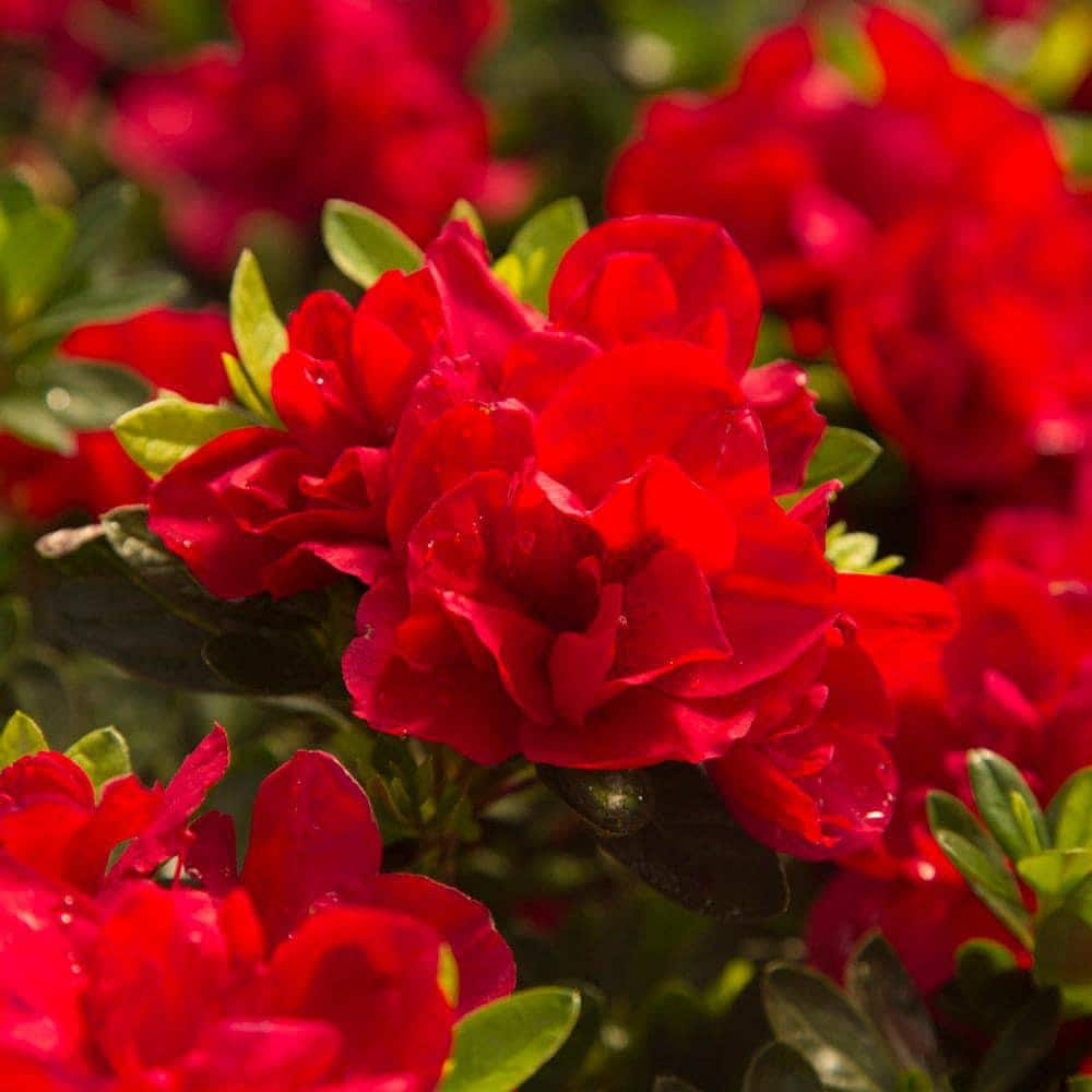 ENCORE AZALEA 2 Gal. Autumn Bonfire Shrub With Clear Red Reblooming ...