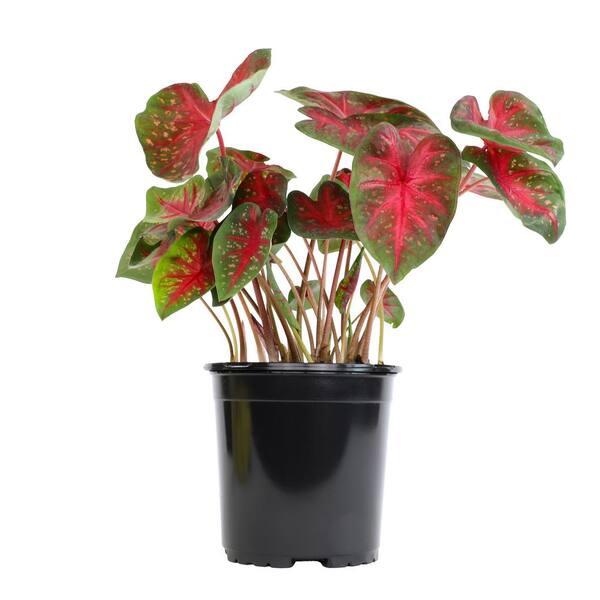ALTMAN PLANTS Red and Green Caladium Strap Leaf Outdoor Garden