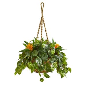 31 in. Indoor Bromeliad and Pothos Artificial Plant in Hanging Basket