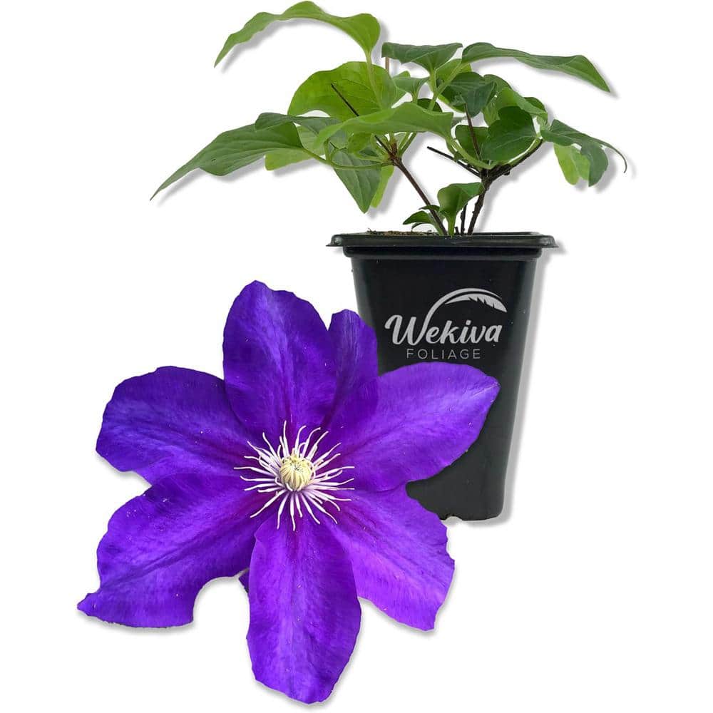 かきつばたかおり様clematis.crabappel.walnut.gorse Wekiva Foliage Clematis Duchess of Cornwall-Live Starter Plant in