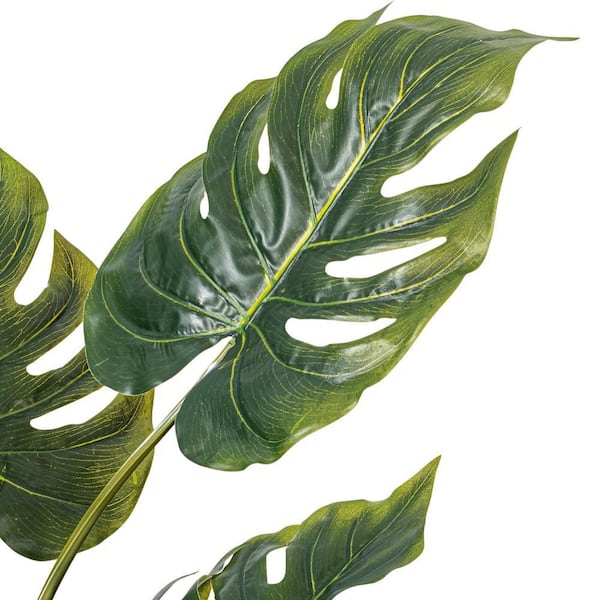 buy philodendron online Buy Philodendron Mamei Plants Online