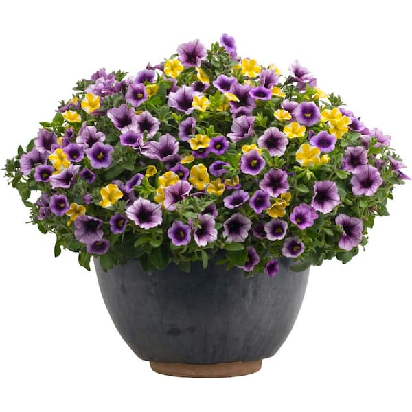 4.25 in. Eco+Grande, Superbells Blue Moon Punch (Calibrachoa) Live Plant Purple and Yellow Flowers (4-Pack)