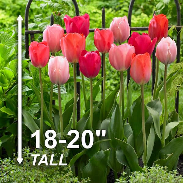 Garden State Bulb 12/+ cm, Darwin Hybrid Blush Mix Tulip Flower