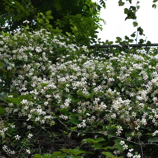 national PLANT NETWORK 4 in. Asiatic Jasmine Plant (16-Pack
