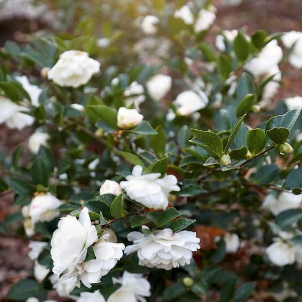national PLANT NETWORK 1 Gal. Camellia Sasanqua October Magic