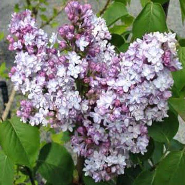 OnlinePlantCenter 1 Gal. Pink Common Lilac Shrub