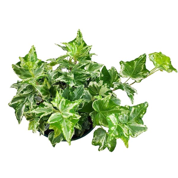 Unbranded I Tropicals Kolibri Mint Ivy (Hedera) Plant 8 in. Hanging Basket