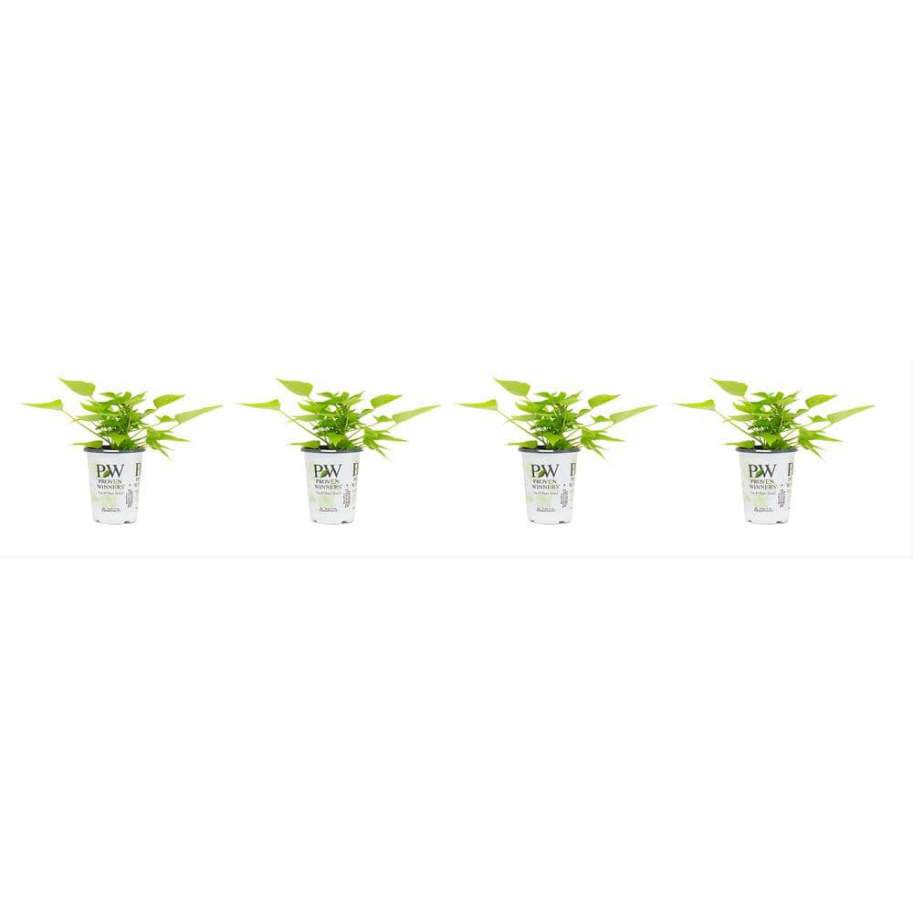 1.38 Pt. Ipomea Sweet Potatoe Vine Green in 4.5 in. Grower's Pot (4-Pack) price history on PriceWatchPro