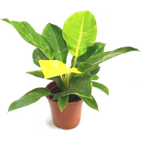 Wekiva Foliage Philodendron Moonlight-Live Plant in a 4 in. Growers Pot-Philodendron 'Moonlight'-Air Purifying Houseplant