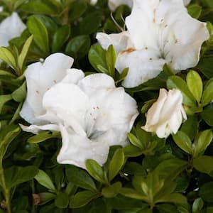 1 Gal. Autumn Angel Shrub with Clear White Reblooming Flowers