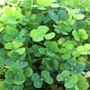 Givhandys 4 in. Potted Variegated Four Leaf Clover Bog/Marginal Aquatic  Pond Plant Var 4LeafClover - The Home Depot