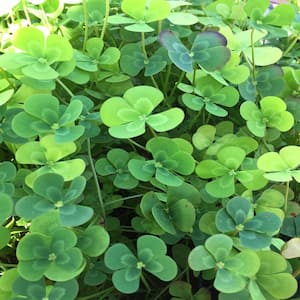 Givhandys 4 in. Potted Variegated Four Leaf Clover Bog/Marginal Aquatic Pond Plant