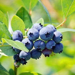 #1 Pot Brightwell Rabbiteye Blueberry Fruit-Bearing Plant