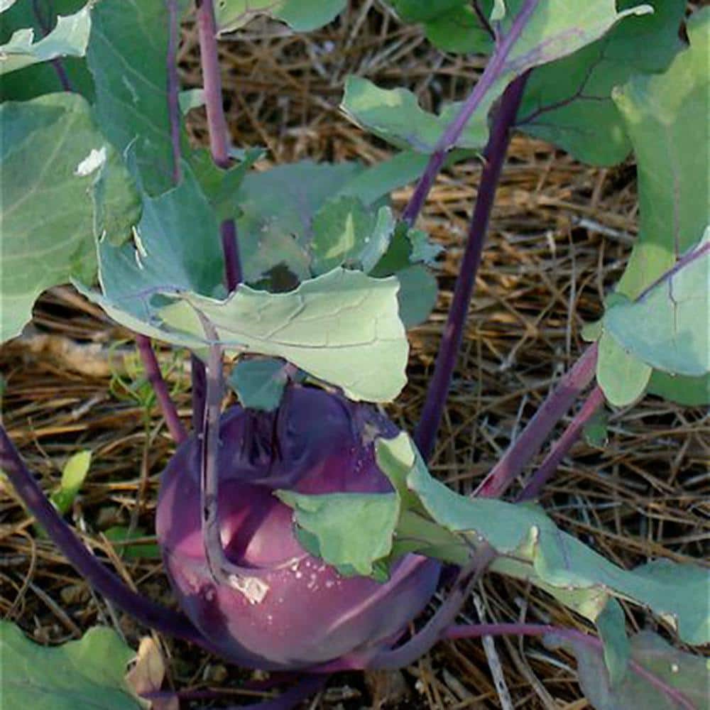 Bonnie Plants 6PK Kohlrabi - Purple 0096 - The Home Depot