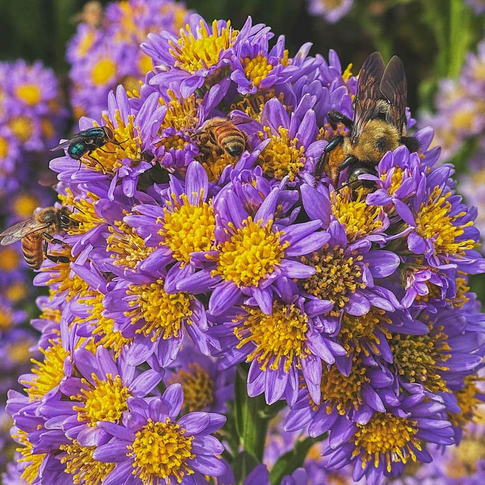 1 Gal. Pot Jindai Blue Flowering Tartarian Aster Perennial Plant (1-Pack) price history on PriceWatchPro