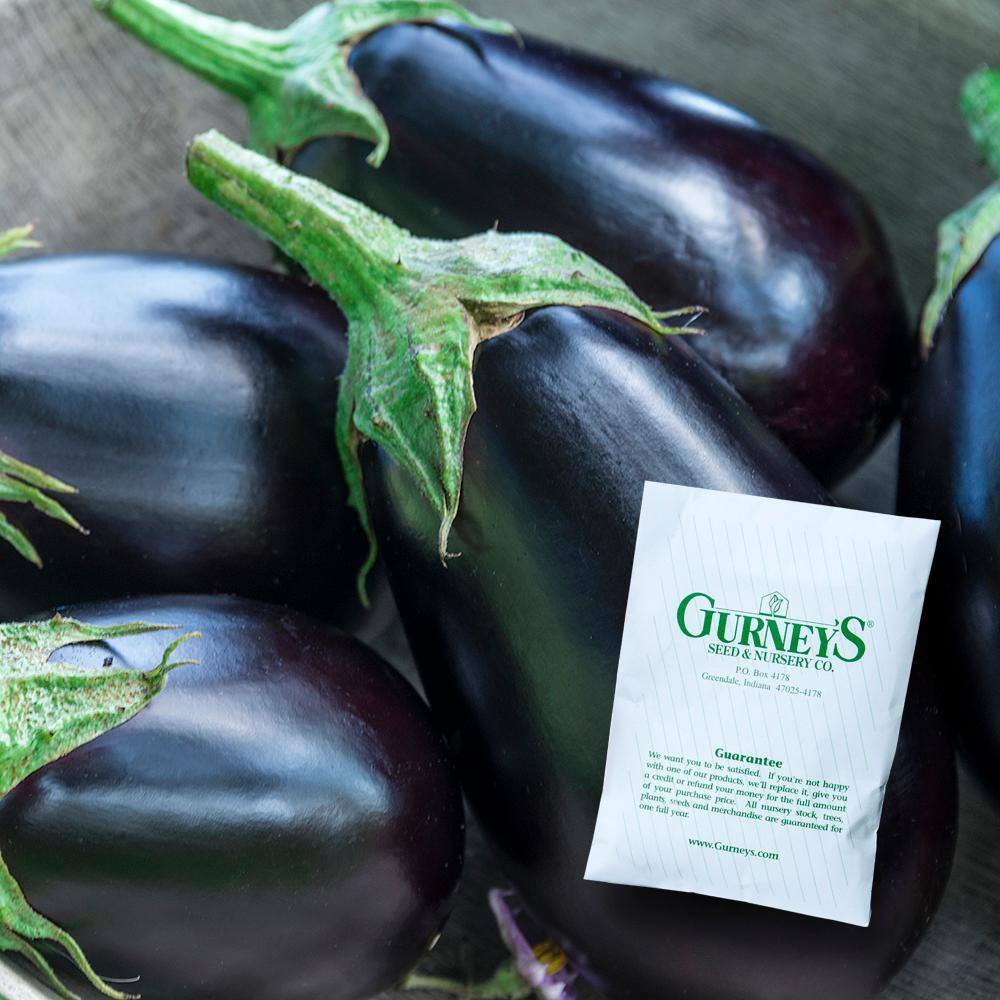 Gurney's Eggplant Midnight Queen Hybrid (30 Seed Packet) 79848