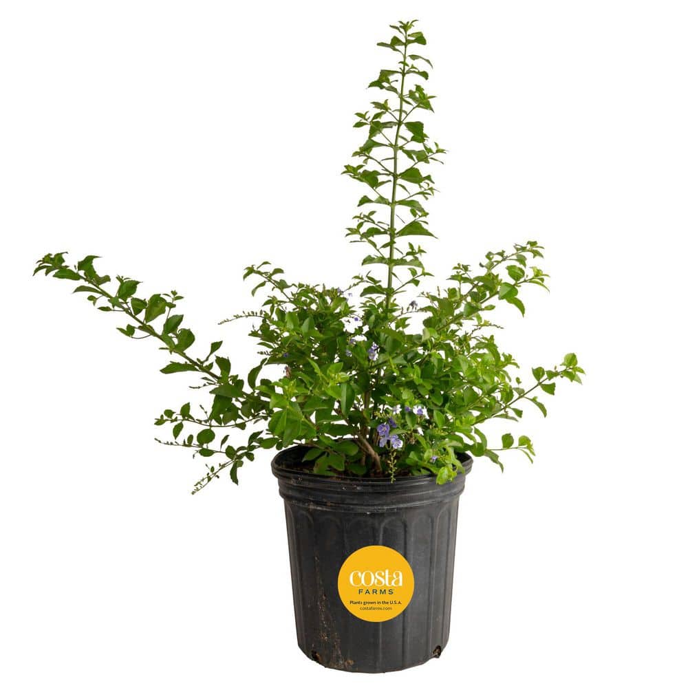Outdoor Duranta Bush Plant in 9.25 in. Grower Pot, Avg. Shipping Height 2 ft. to 3 ft. Tall price history on PriceWatchPro