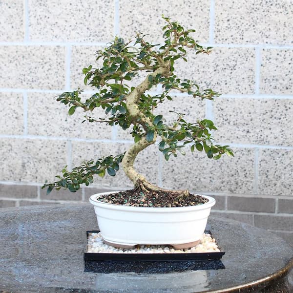 house warming plants Housewarming Gifts | Unique Succulent Gift Ideas | Succulent Gift Delivery