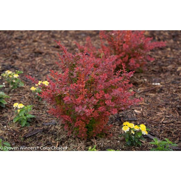 PROVEN WINNERS 4.5 in. qt. Sunjoy Tangelo Barberry (Berberis