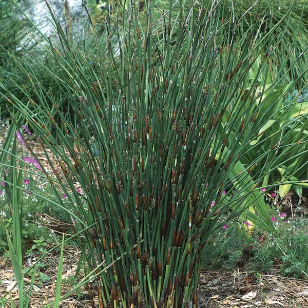 Vigoro 1 Gal. Restio Grass Perennial Plant With Brown Grass