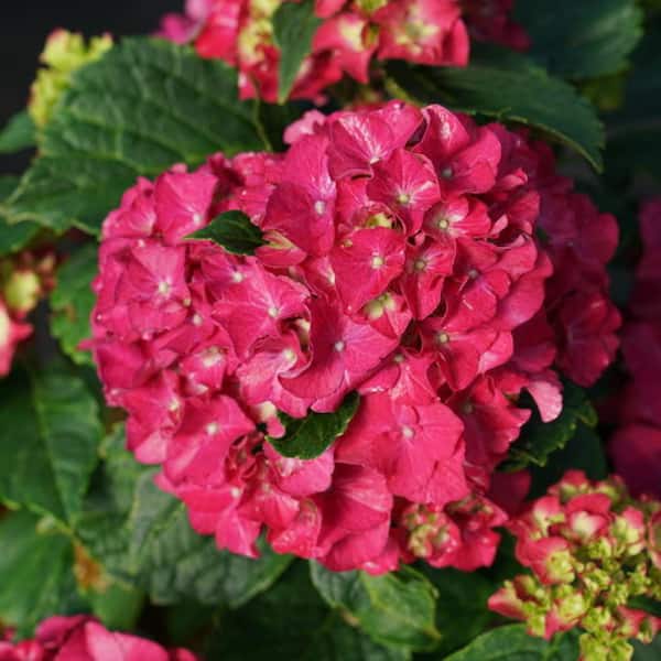 3 Gal. Wee Bit Grumpy Bigleaf Hydrangea (Hydrangea macrophylla) Live Flowering Shrub; Purple or Red Flowers
