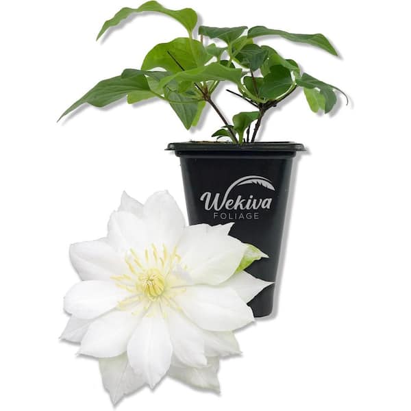Wekiva Foliage Clematis Duchess of Edinburgh-Live Starter Plant in a 2 in. Pot-Starter Plants for The Garden-For Collectors