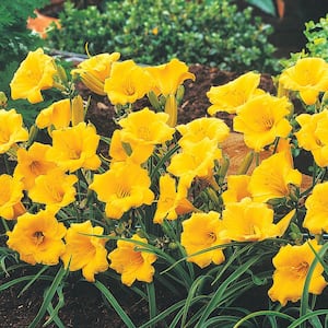 Stella De Oro Daylily Dormant Bareroot Flowering Perennial Plants (5-Pack)