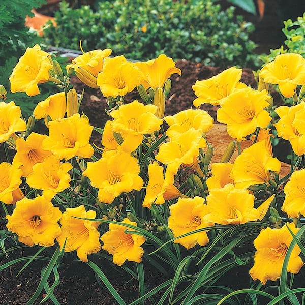 Spring Hill Nurseries Stella De Oro Daylily Dormant Bareroot Flowering Perennial Plants (5-Pack)